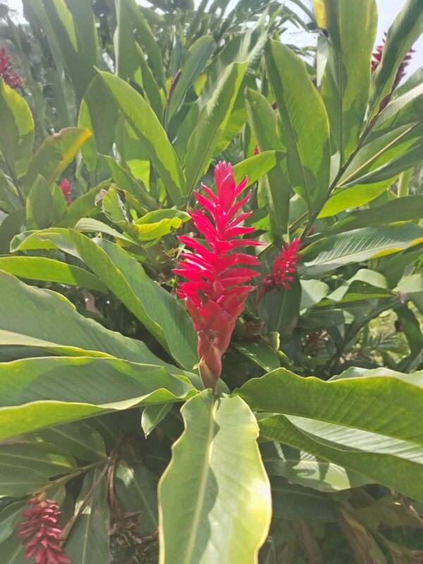 IMG_20250602_091110 Alpinia Purpurata (Hawaiana Roja)