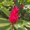 Alpinia Purpurata (Hawaiana Roja)