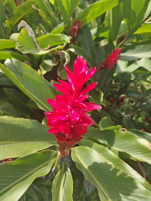 IMG_20250602_091114 Alpinia Purpurata (Hawaiana Roja)