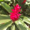 Alpinia Purpurata (Hawaiana Roja)