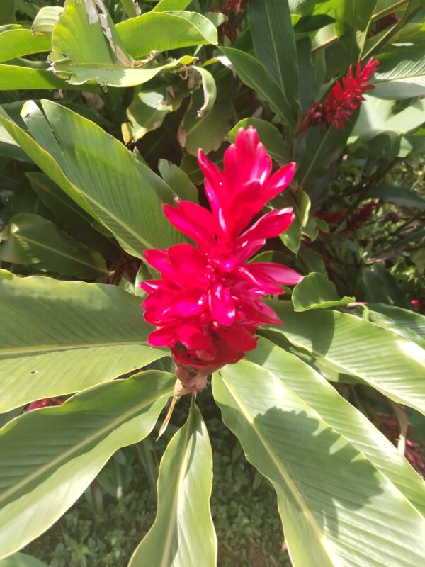 IMG_20250602_091117 Alpinia Purpurata (Hawaiana Roja)