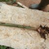 Alpinia Zerumbet
