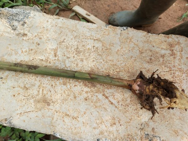 Alpinia Zerumbet
