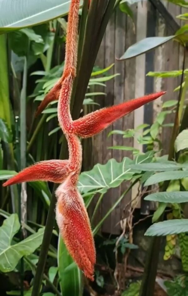 Heliconia Vellerigera ' She Kong'