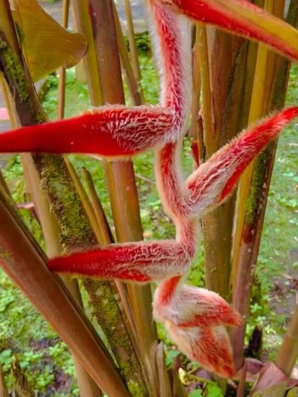 Heliconia Vellerigera ' She Kong'