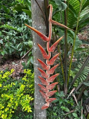 Heliconia Vellerigera ' She Kong'