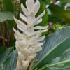 Alpinia Purpurata (Hawaiana Blanca)