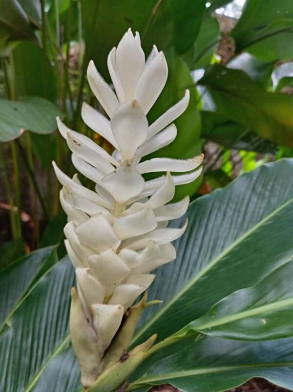 Alpinia Purpurata (Hawaiana Blanca)