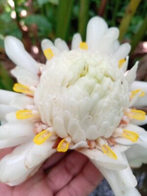 Etlingera Elatior (Antorcha Blanca)