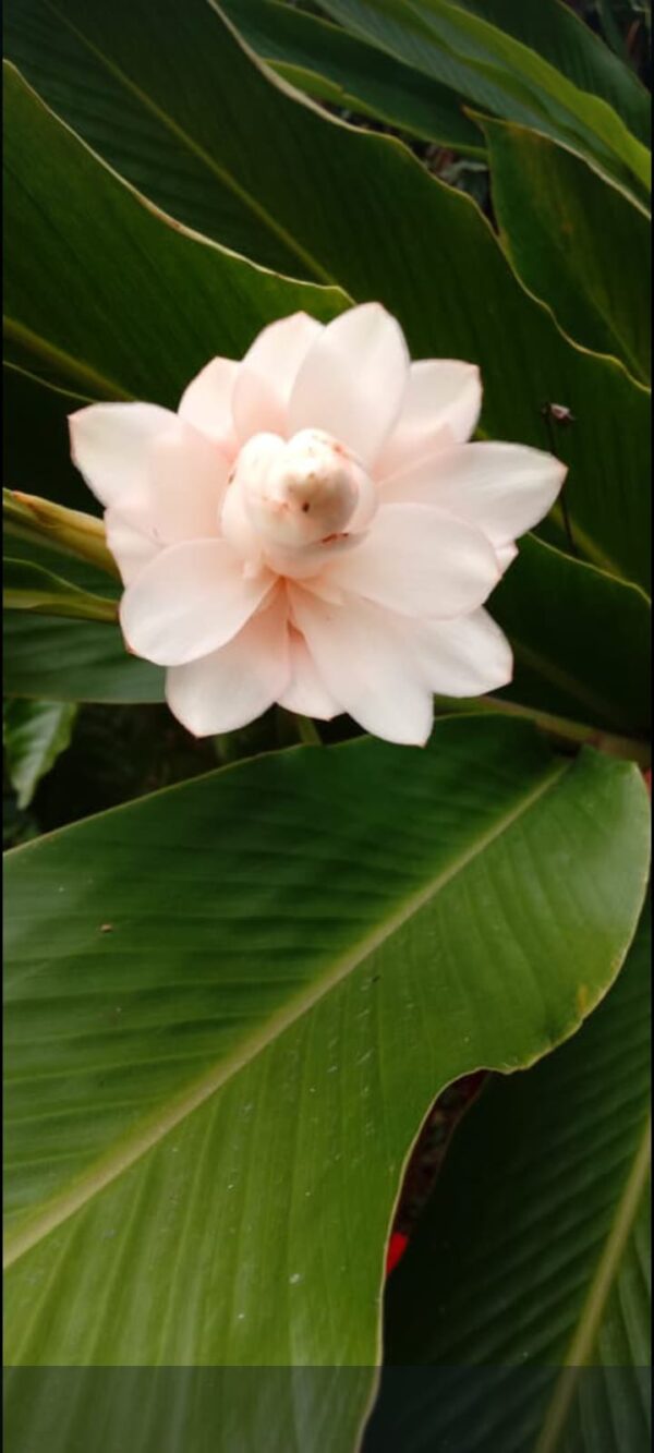 Alpinia Purpurata (Hawaiana Blanca)