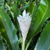 Alpinia Purpurata (Hawaiana Blanca)