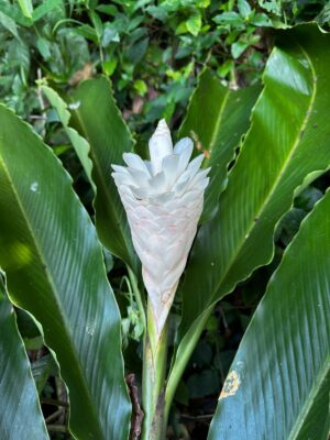 Alpinia Purpurata (Hawaiana Blanca)