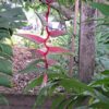 Heliconia Chartaceae 'Sexy Pink'
