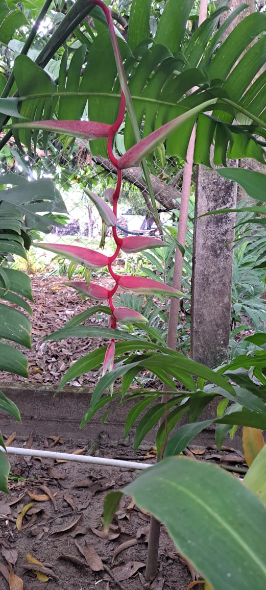 Heliconia Chartaceae 'Sexy Pink'