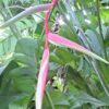 Heliconia Chartaceae 'Sexy Pink'