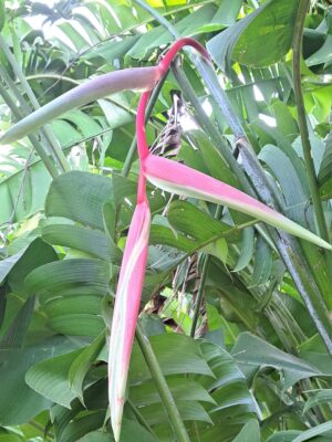 Heliconia Chartaceae 'Sexy Pink'