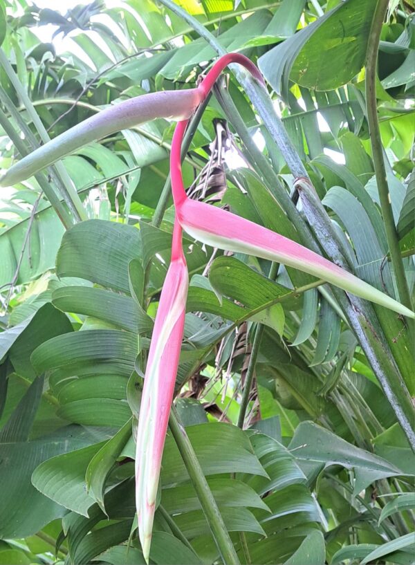 Heliconia Chartaceae 'Sexy Pink'