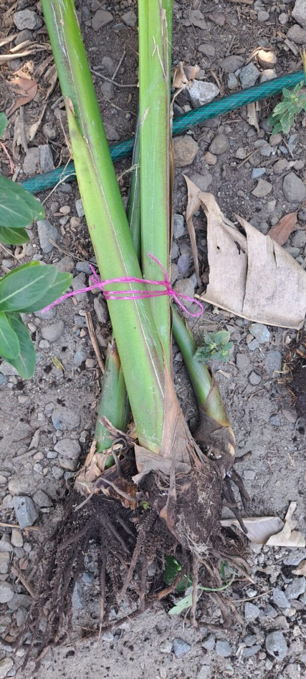 Heliconia Chartaceae 'Sexy Pink'