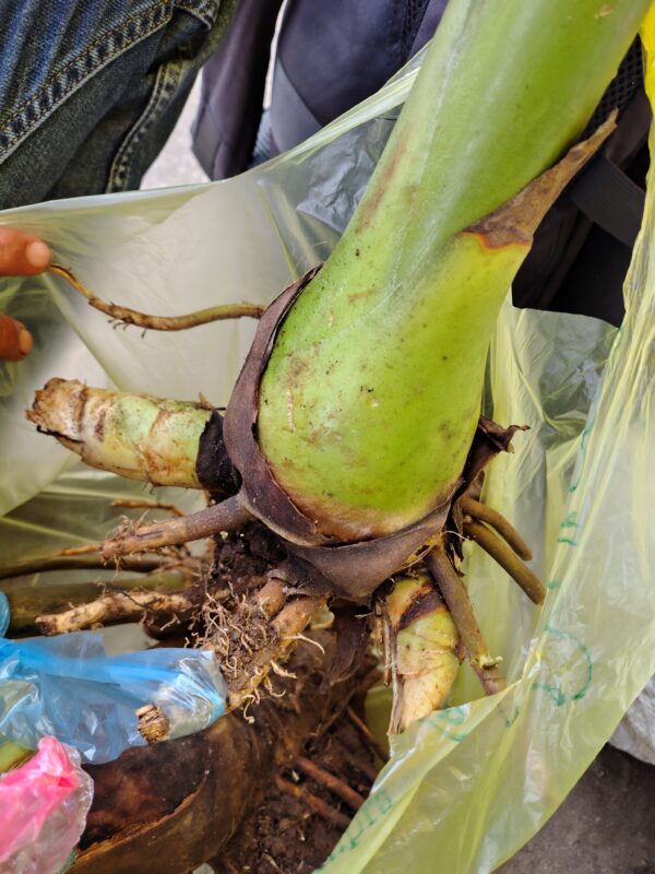 Etlingera Elatior (Antorcha Blanca)