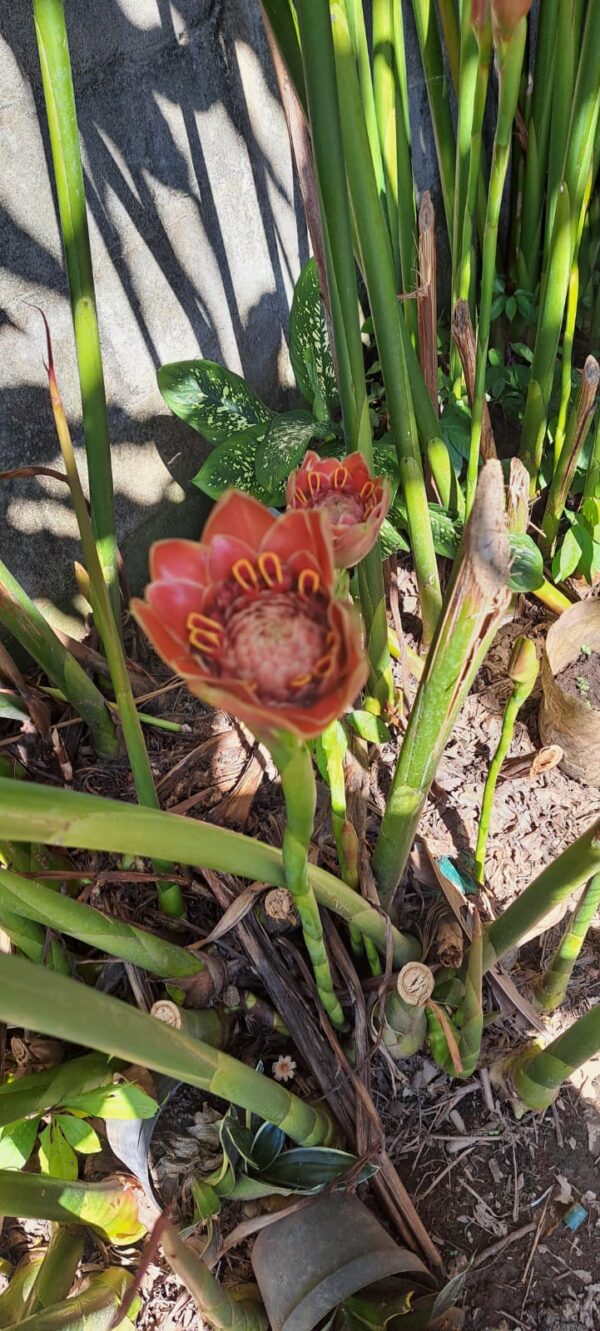 Etlingera Hemisphaerica