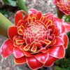 Etlingera Hemisphaerica