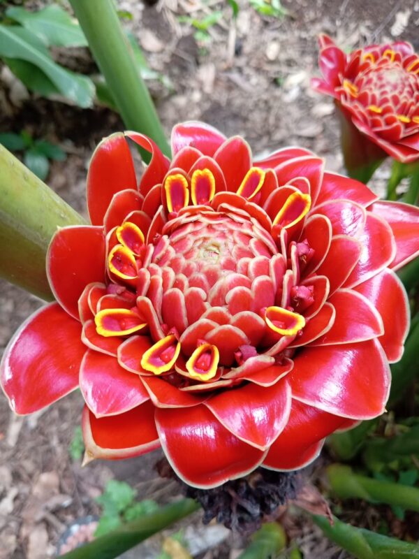Etlingera Hemisphaerica
