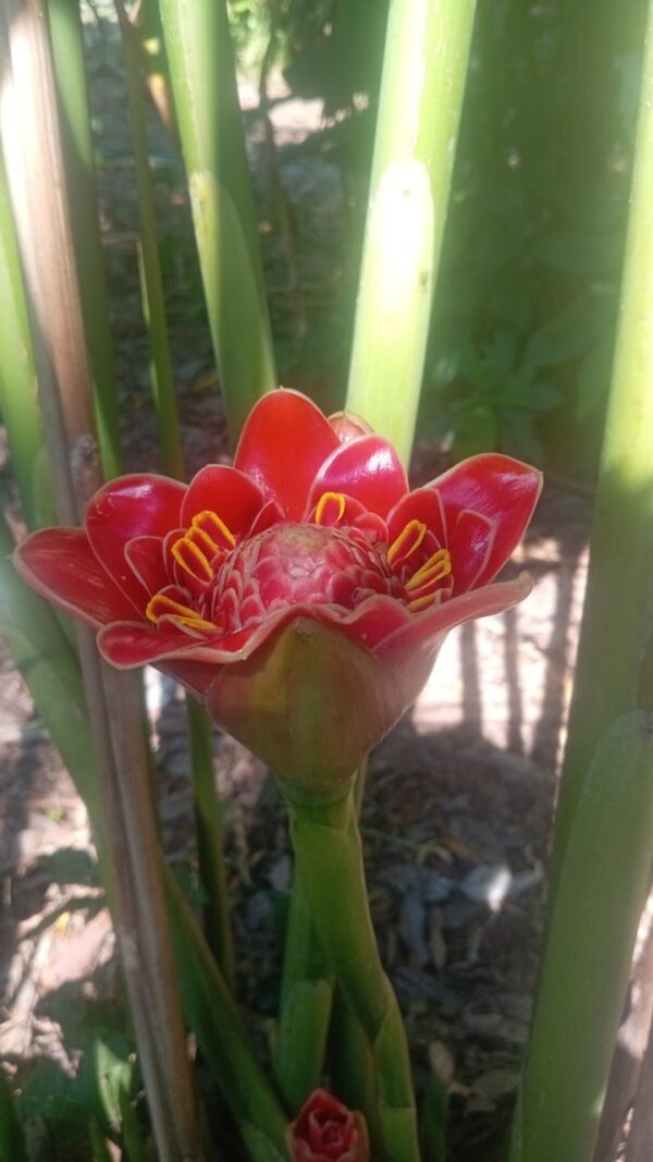 Etlingera Hemisphaerica