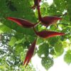 IMG-20251215-WA0056 Heliconia Collinsiana