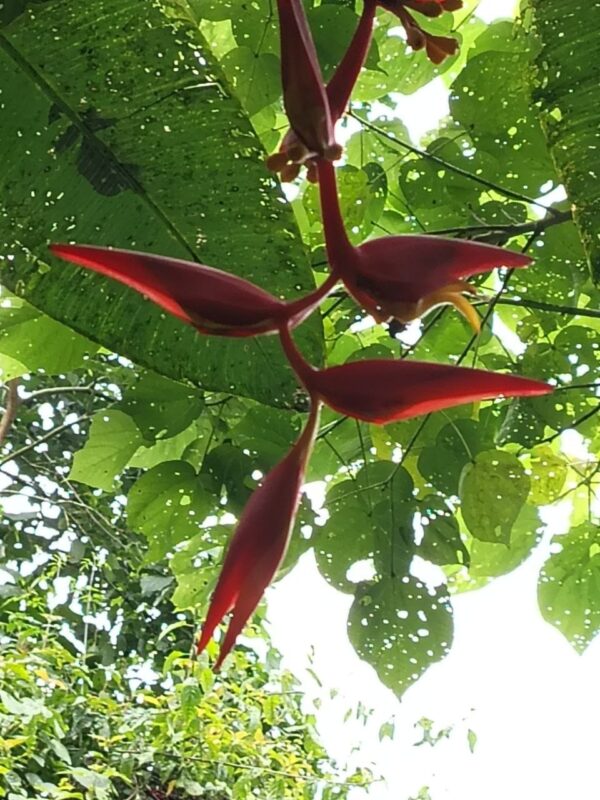 IMG-20251215-WA0056 Heliconia Collinsiana