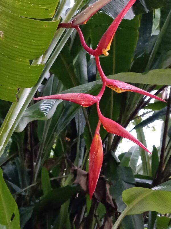 IMG-20260104-WA0009 Heliconia Collinsiana