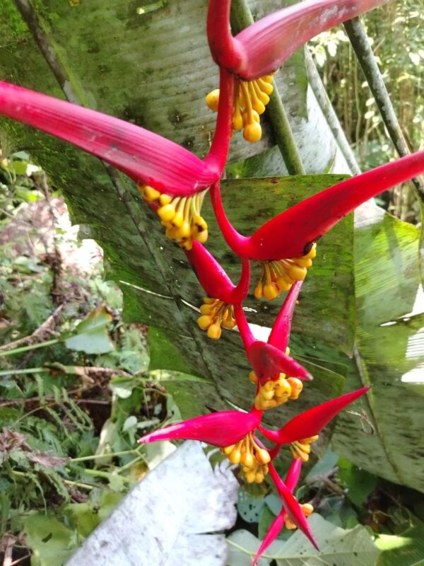 IMG-20260222-WA0070 Heliconia Collinsiana