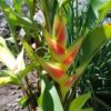 Heliconia Wagneriana