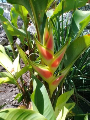 Heliconia Wagneriana