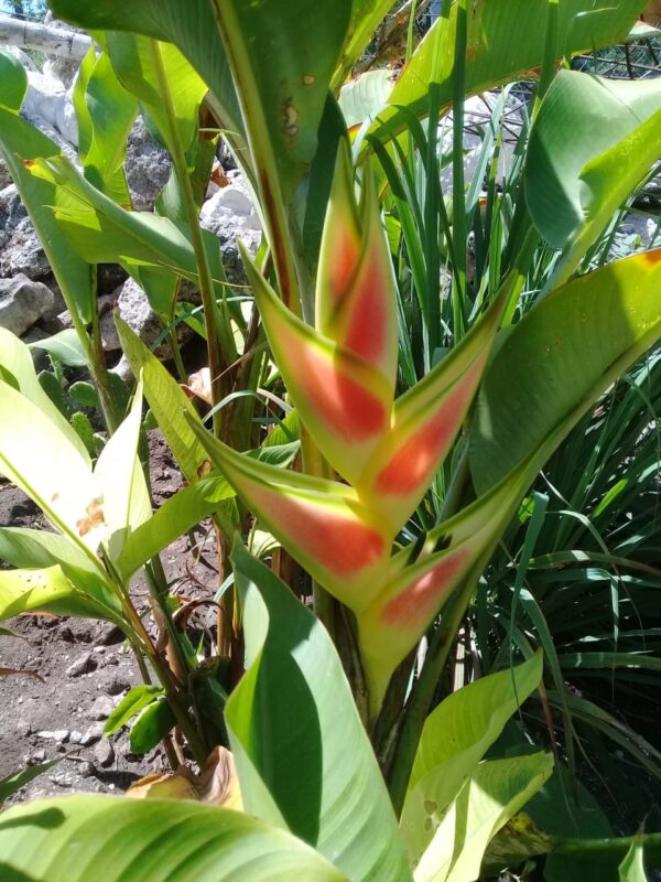Heliconia Wagneriana
