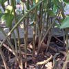 Zingiber Ottensii