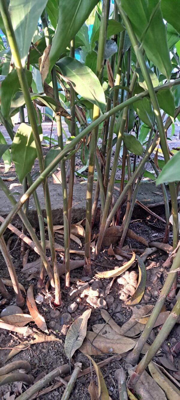 Zingiber Ottensii