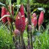 Zingiber Ottensii