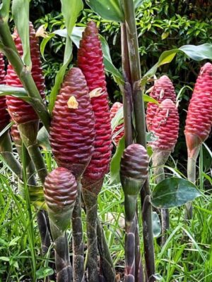 Zingiber Ottensii