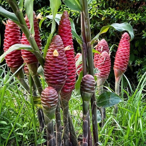 Zingiber Ottensii