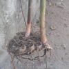 Zingiber Ottensii