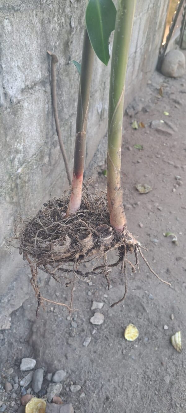 Zingiber Ottensii