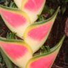 Heliconia Wagneriana