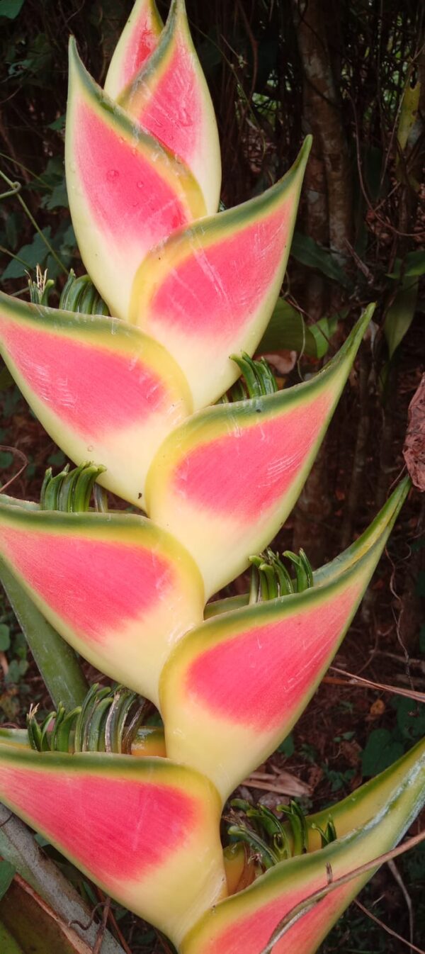 Heliconia Wagneriana