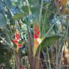 Heliconia Wagneriana