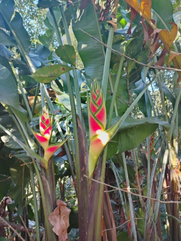 Heliconia Wagneriana