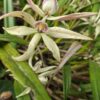 Prostechea Baculus