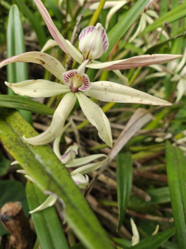 Prostechea Baculus