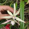 Prostechea Baculus