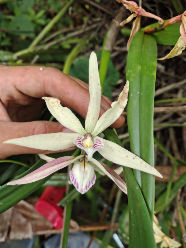 Prostechea Baculus