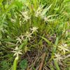 Prostechea Baculus